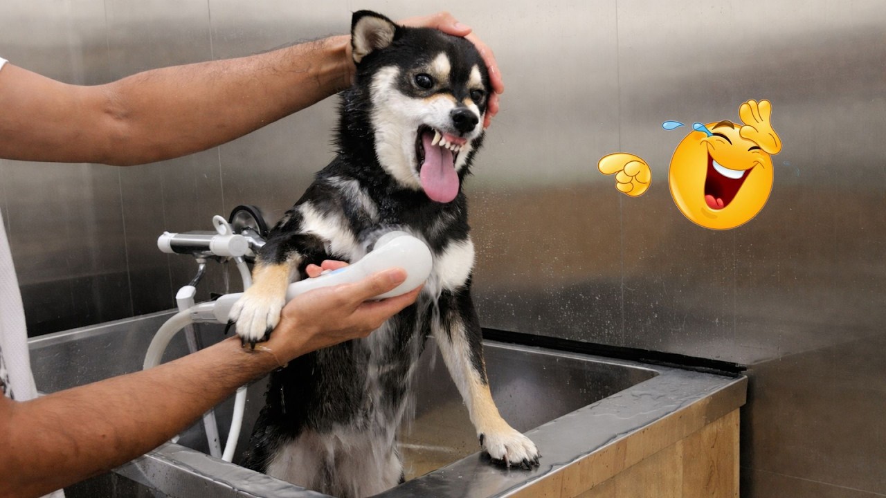 You Can&rsquo;t Stop Laughing At These Dogs 🤣 FUNNIEST DOGS Video 2026