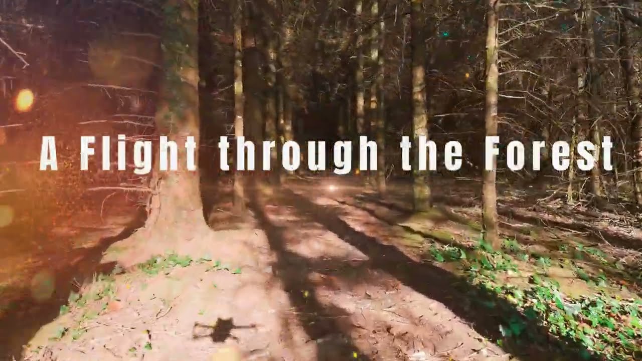 They Found an Ancient Forest Path, and It's Incredible