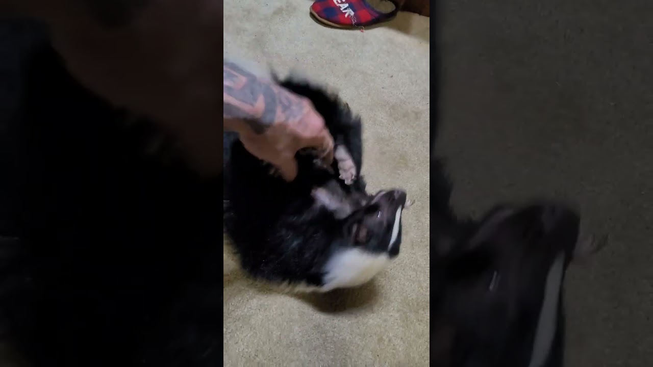 playing with momma skunk... pet skunk loves to play!