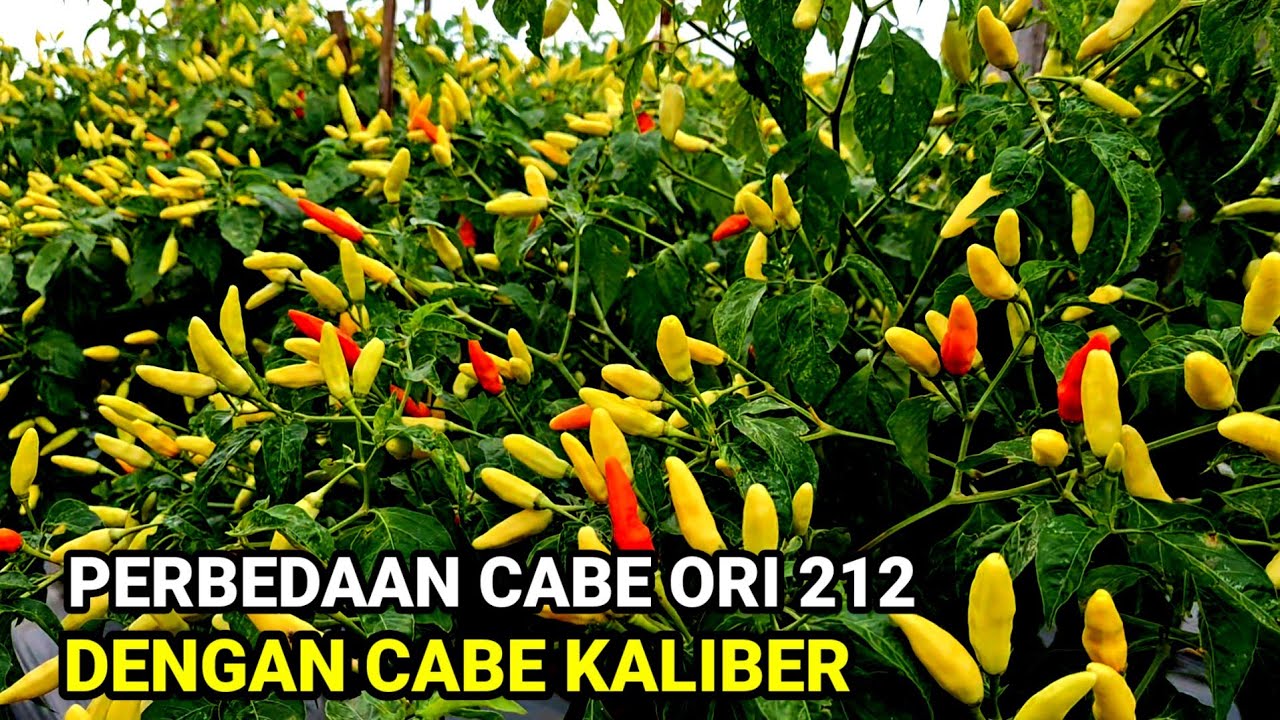 DUA CARA MEMBEDAKAN !! TANAMAN CABE ORI 212,DENGAN TANAMAN CABE KALIBER