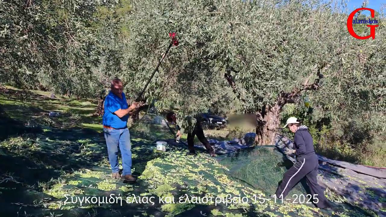 Από την Ελιά στο Λάδι  Οικογενειακή Παραγωγή 0,2 Οξύτητα – Φρέσκο Εξαιρετικό Παρθένο Ελαιόλαδο 4K