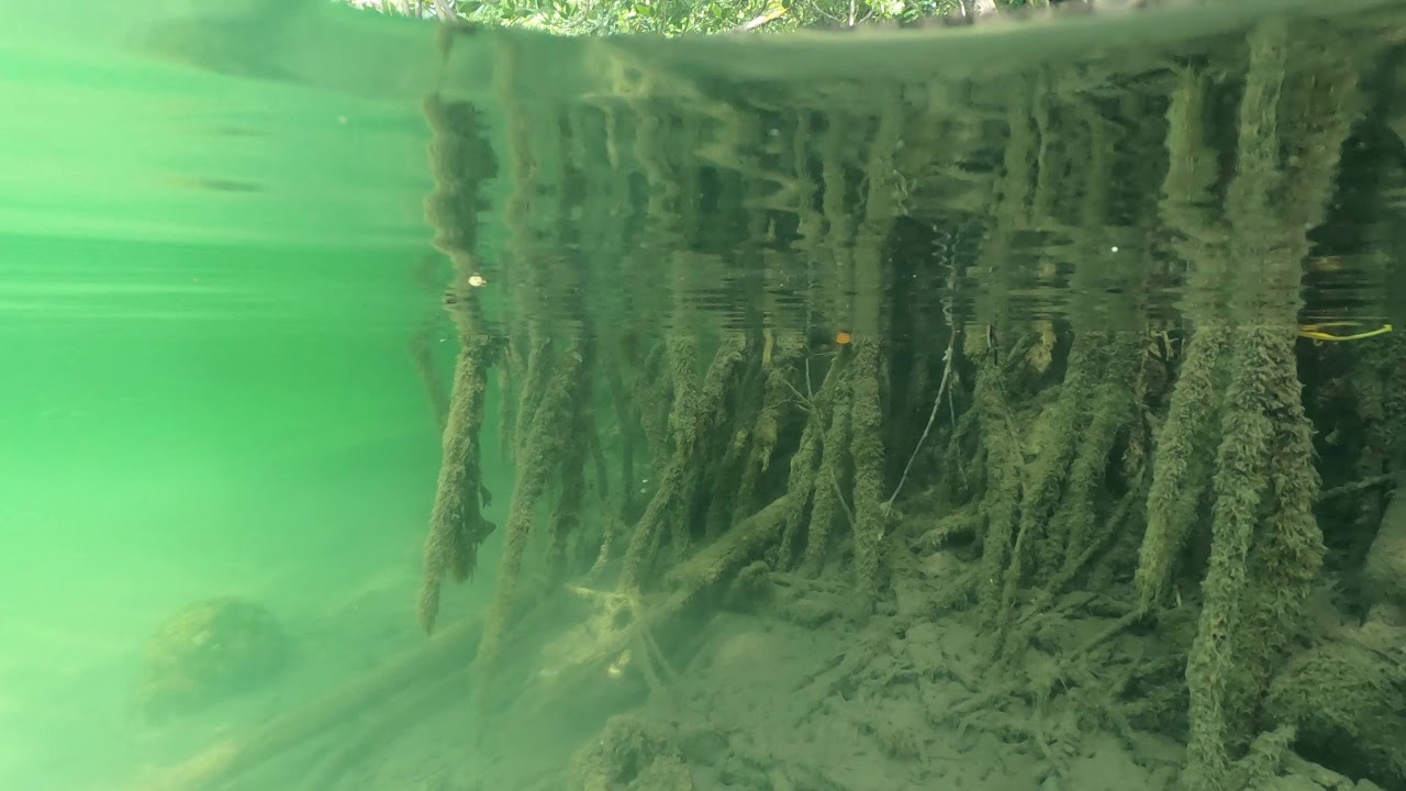 Danjugan Island Mangrove Bay