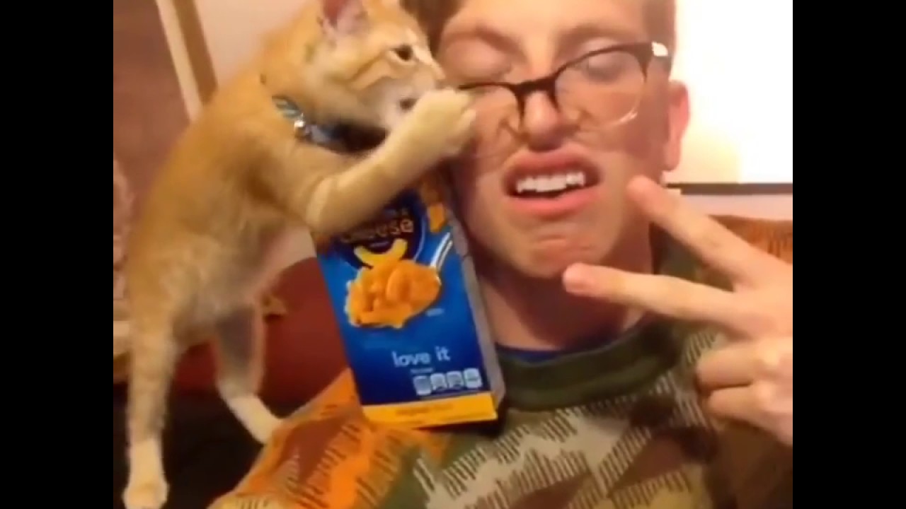 Matt King Cat!