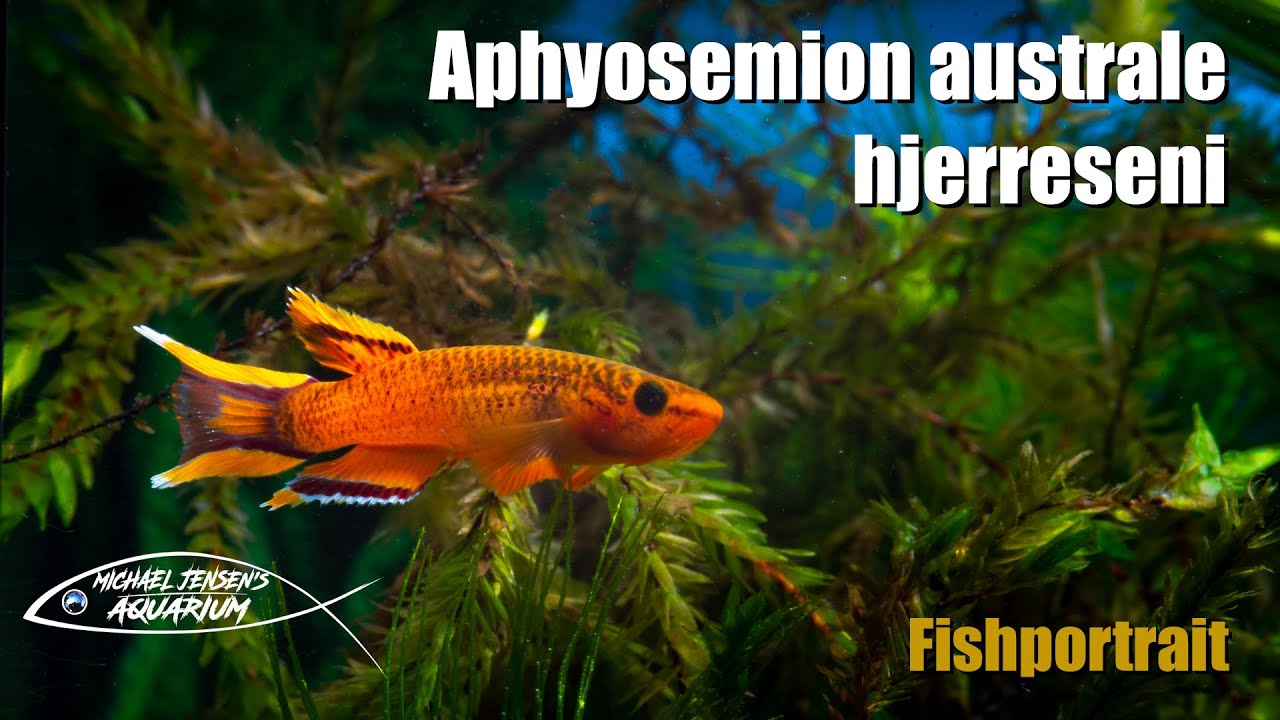 Aphyosemion australe (hjerreseni) - the Golden Lyretail Killifish