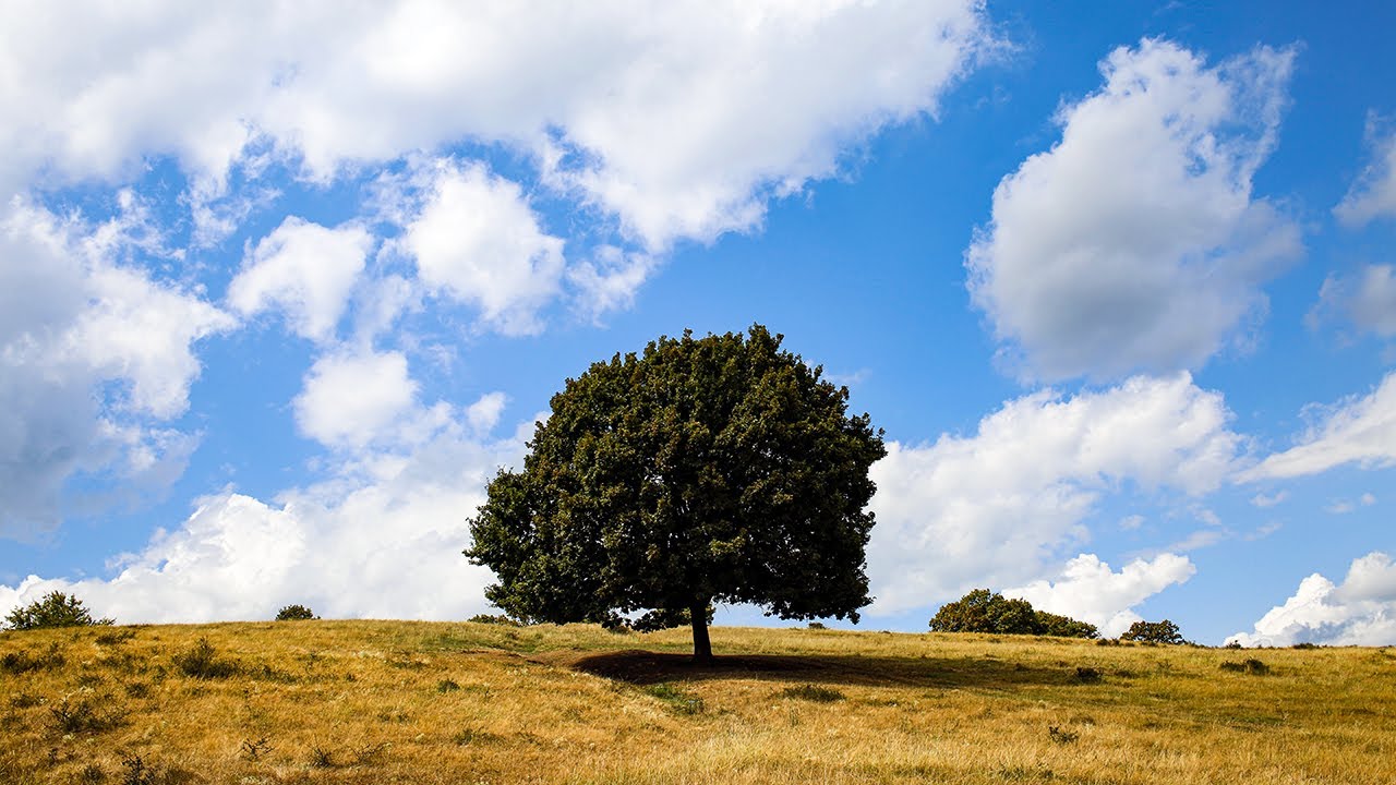 🌳 Oak Tree & Cloudy Skies Landscape - Nature Video