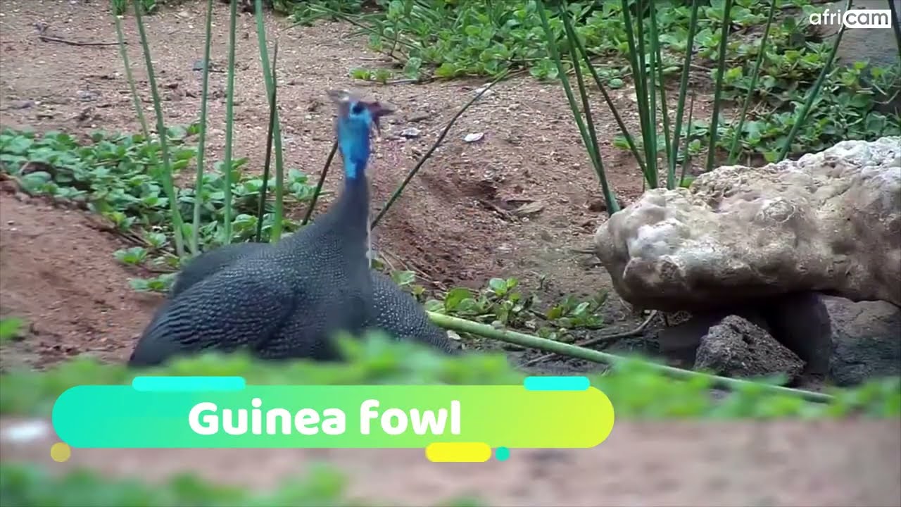 Discovering the world's most stunning and exotic chicken breeds