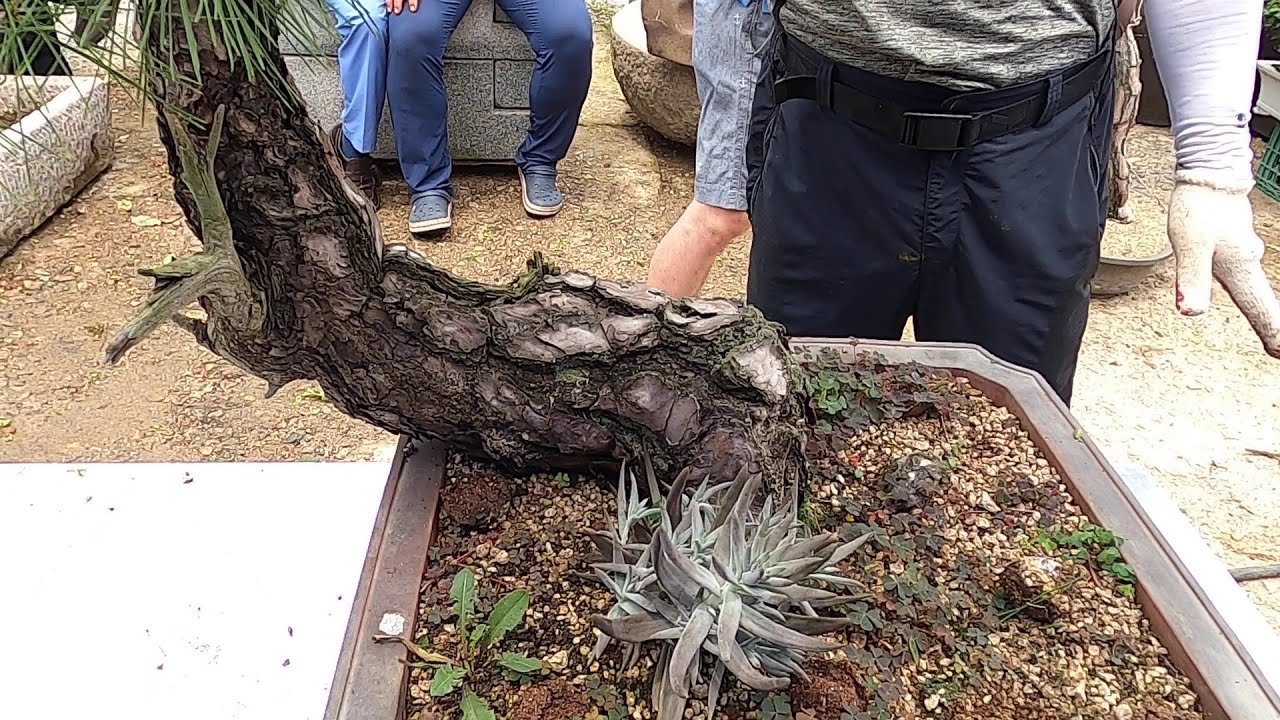 고창 예나원 경매장 #매주(토)오전11시경매# 2020.6.27 야외경매1 *010 3671 5400* 고창군 고창읍 녹두로1033 HP주유소(전북대 고창캠퍼스 앞)