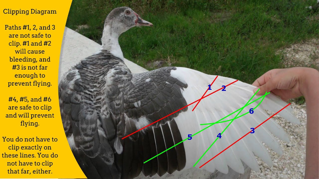 The Complete How-To Guide to Clipping a Duck's Wing - RAISING DUCKS