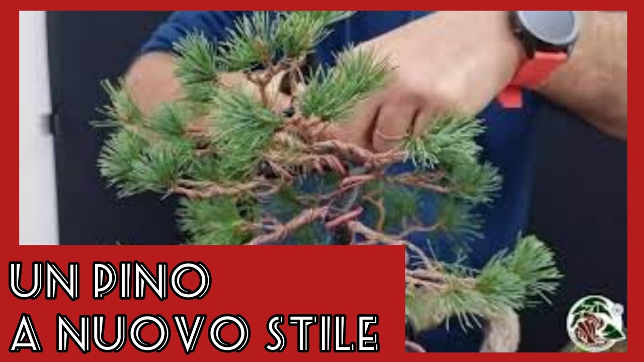 Un pino bonsai: da commerciale e stile ricercato