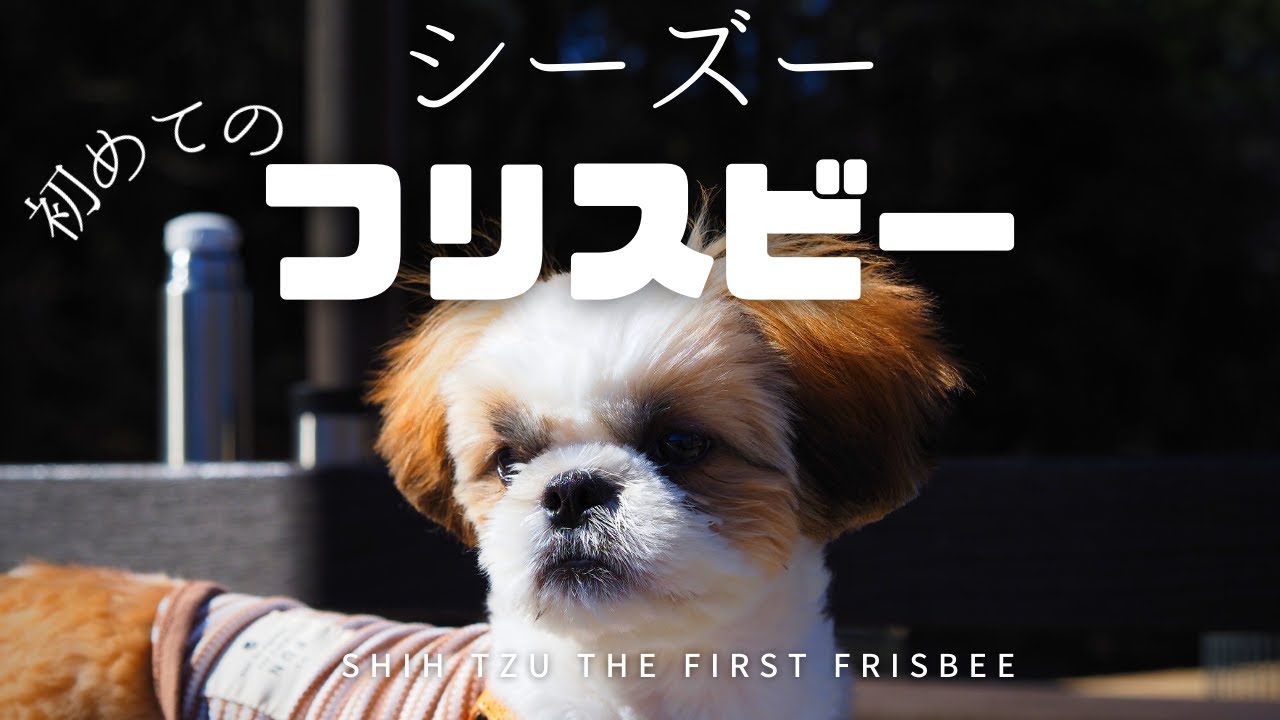 シーズー　初めてのフリスビーに挑戦（生後5ヵ月）/ShihTzu The First Frisbee