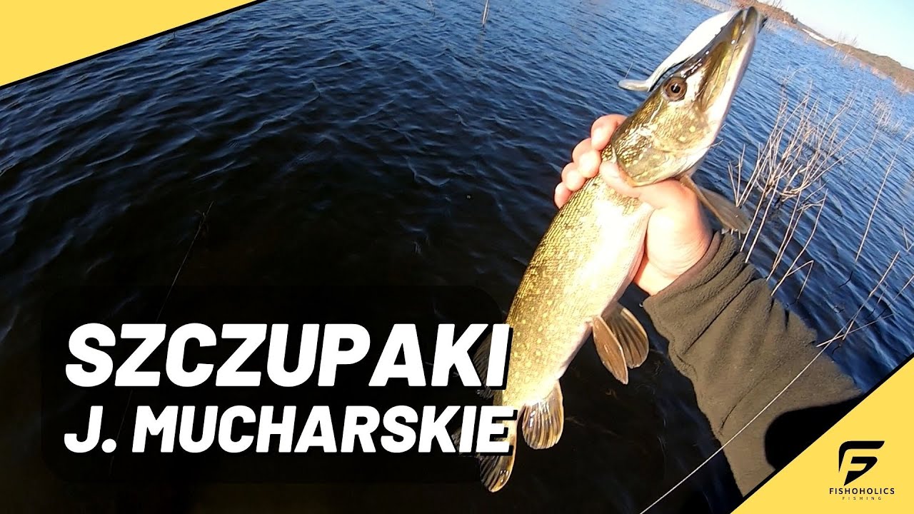 W poszukiwaniu szczupaka - Jezioro Mucharskie