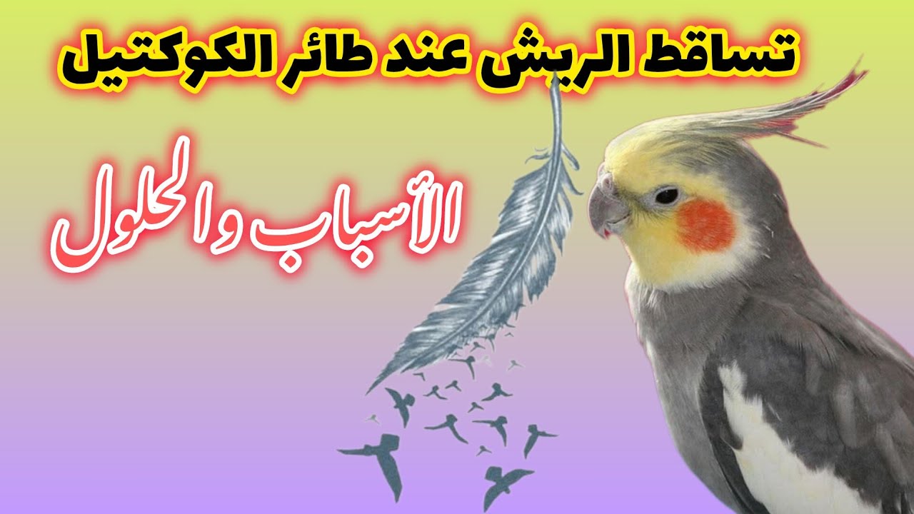 تساقط الريش عند الكوكتيل – هل هو طبيعي أم مرض.. نصائح وإرشادات #كوكتيل #طيور #نصائح