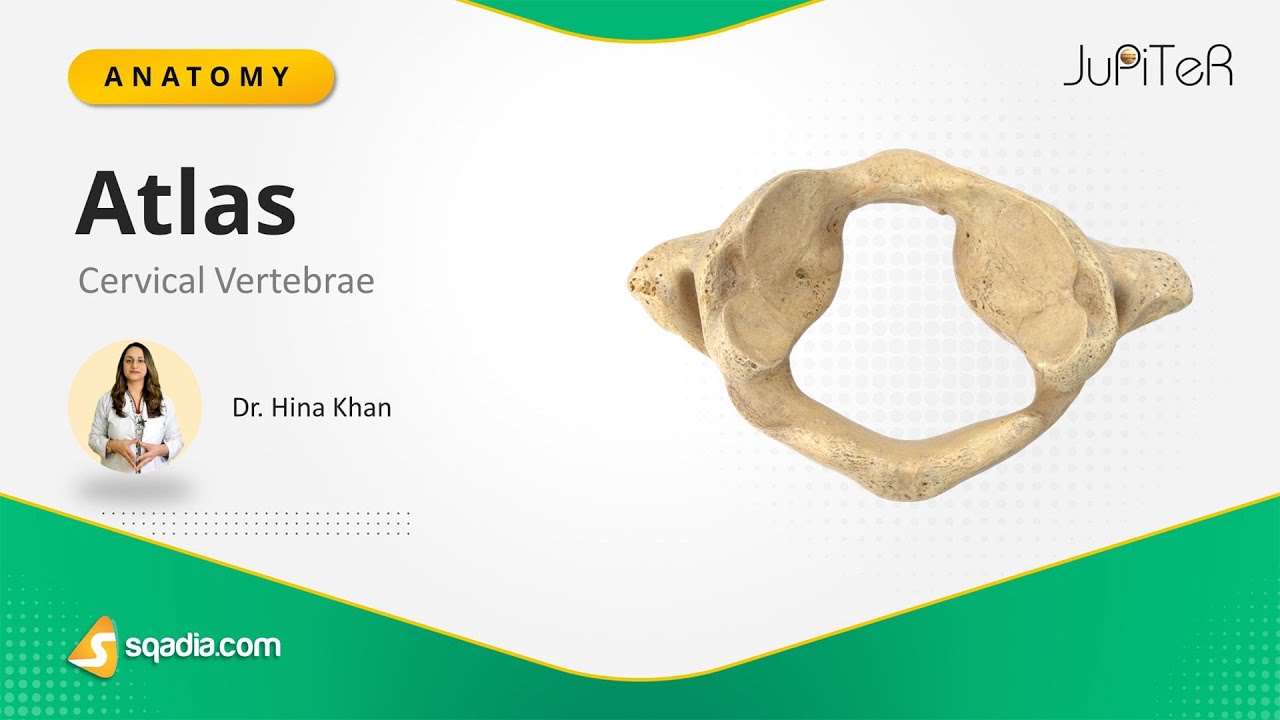 Cervical Vertebrae - Atlas