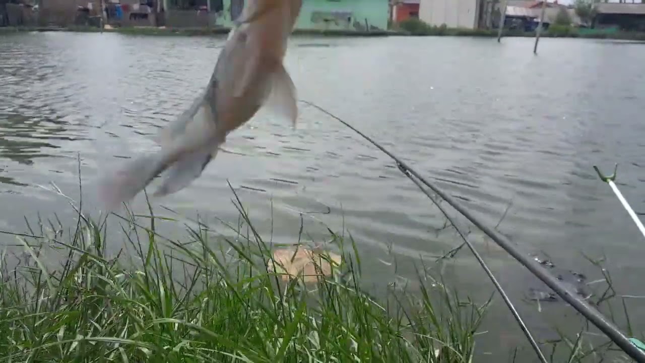 MANGKAT AJH DULU UNTUK HASIK LIHAT KONDISI DI  EMPANG‼️ANGIN KENCANG AIR NGOMBAK TETEP IKAN GACOR