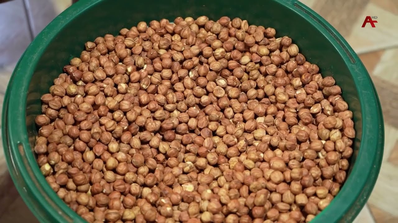 Предприятия по переработке ореха-фундука в Ткуарчалском и Галском районах испытывают нехватку сырья