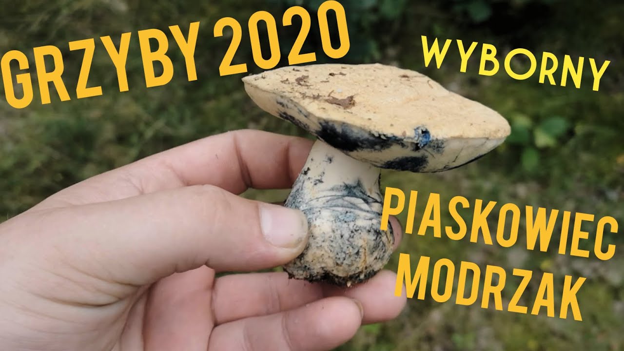 GRZYBY 2020 - WYBORNY PIASKOWIEC MODRZAK