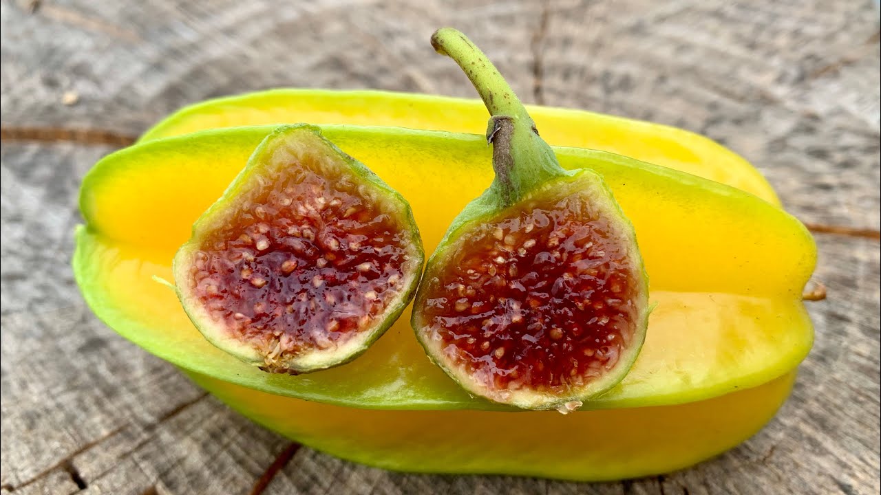 FIGOIN | INCREDIBLE FIG!
