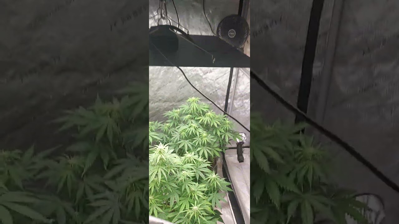 MIMOSA CAKE 🎂 GROW UPDATE FLOWERS COMING IN NICELY CANNA FAMILY.