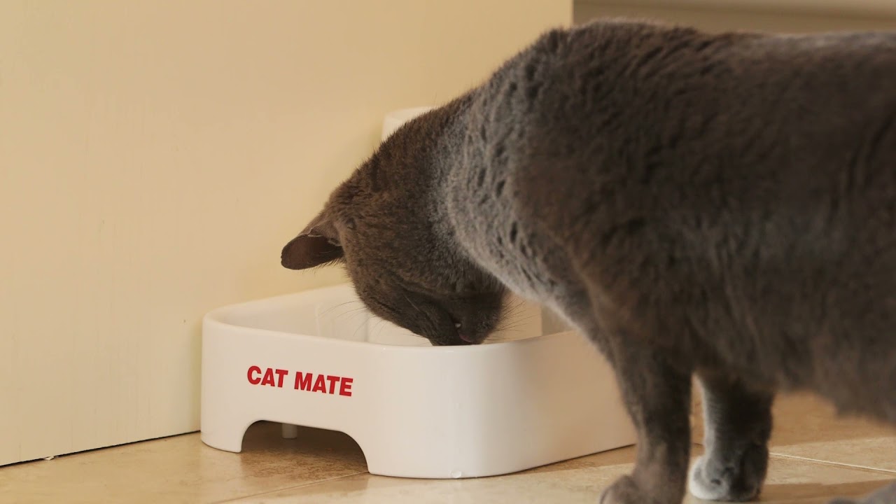 Cat Mate Fountain