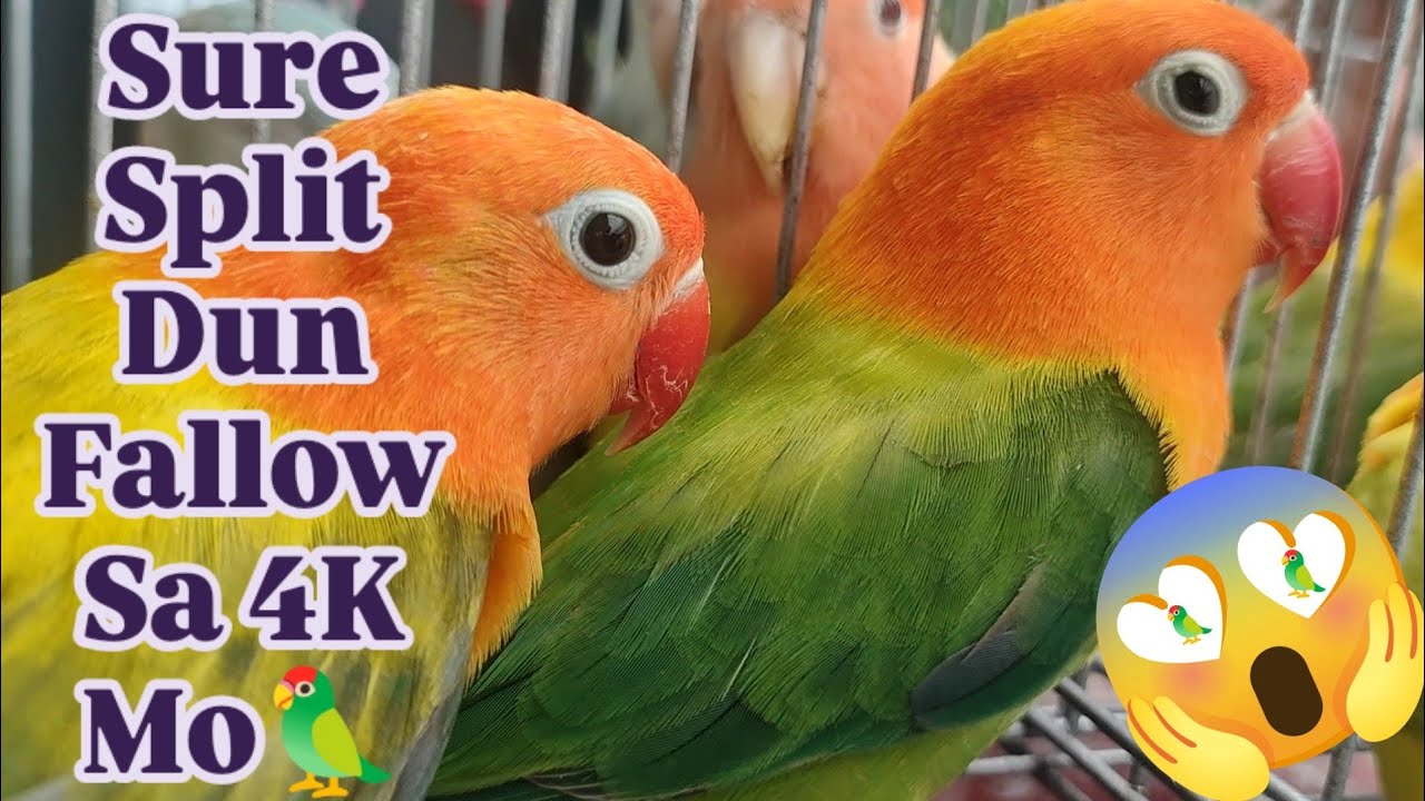 Vlog572 Sable Lutino Opaline🦜Dami Nyo Pag Pipilian Dito Lang Po Obando Pet Market😊🦜😊🦜