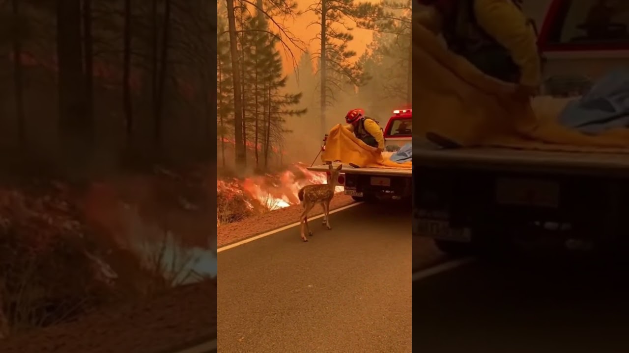 Caught on Camera: Incredible Rescue During Heavy Snowfall #Rescue #RealRescue #RescueTeam #Emergency