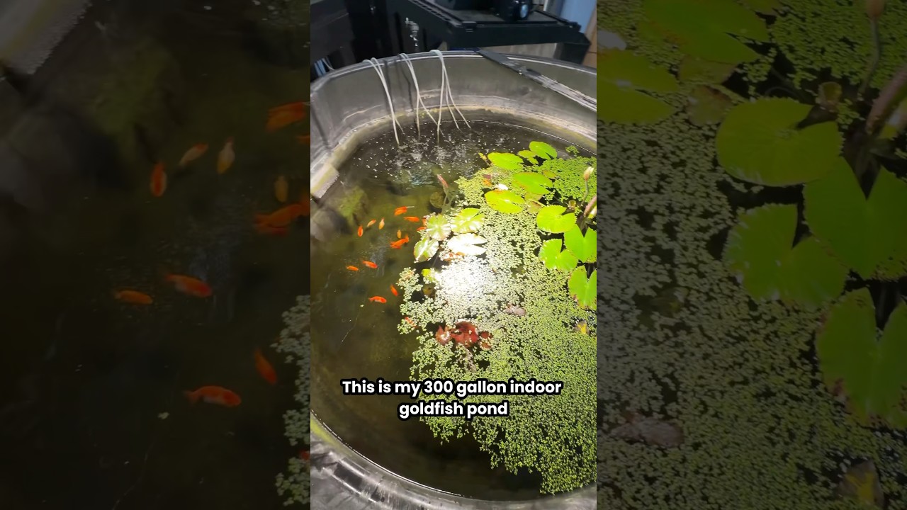 How I filter my 300 gallon goldfish pond
