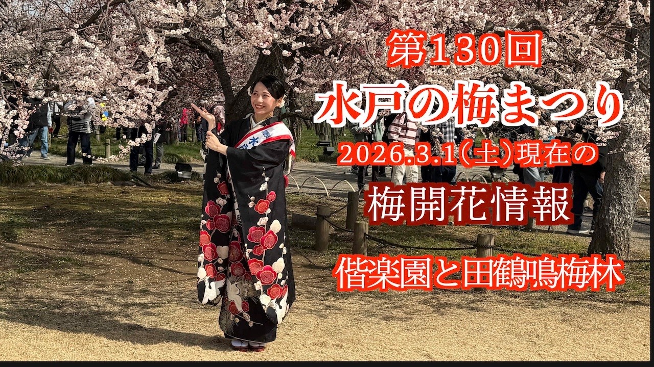 2026.3.1 撮影，水戸の梅まつり，偕楽園田鶴鳴梅林の開花状況