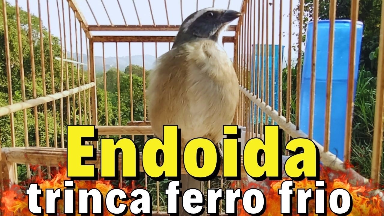 FAÇA O TESTE ESQUENTAR TRINCA FERRO FRIO RÁPIDO COM TRINCA FERRO NO MATO ESQUENTAR TRINCA FERRO FRIO