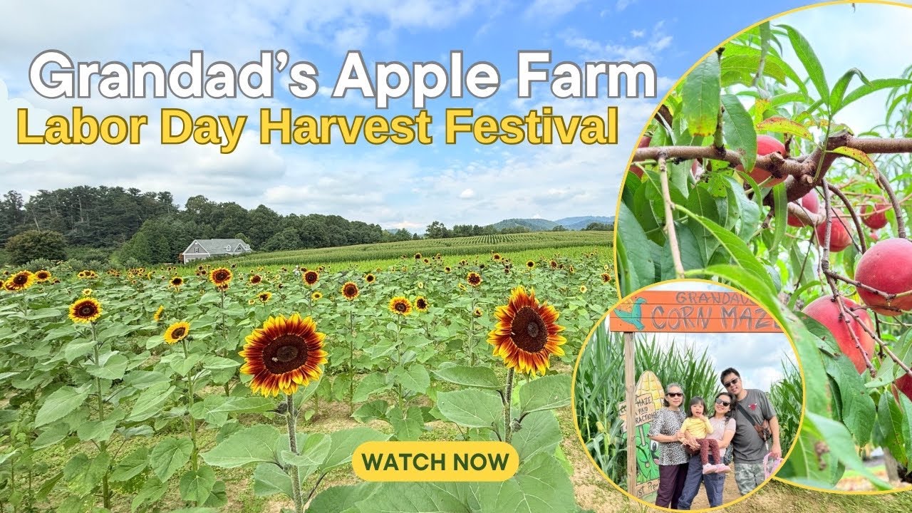 Harvest Festival Labor Day | Apple Farm Adventure 🍎🌻 Lost in the Corn Maze 🌽 🍂 