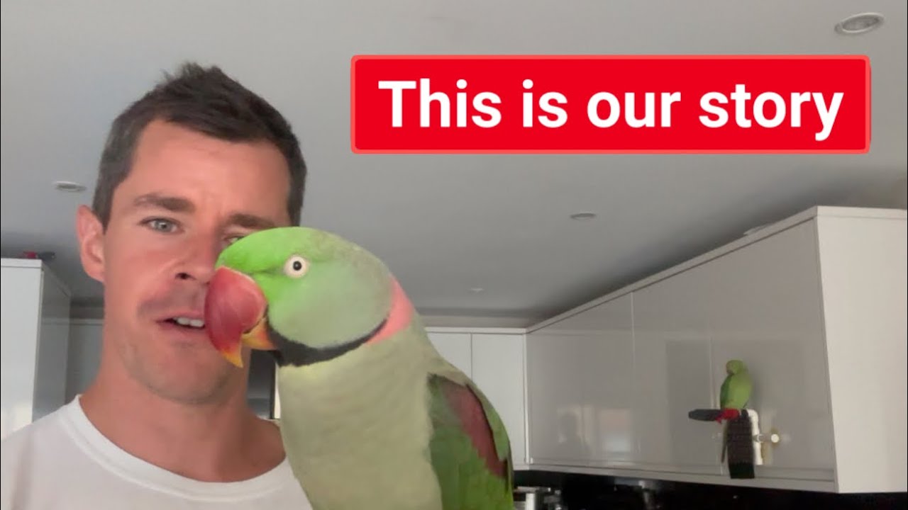 Alexandrine parrot and what to expect from him ? #alexandrianparrot #parrotvideos #parrotbehavior