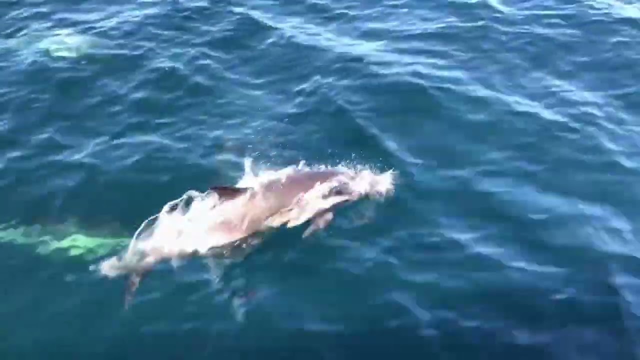 Joyeux rire des dauphins avec des sons de dauphins🐬sans musique