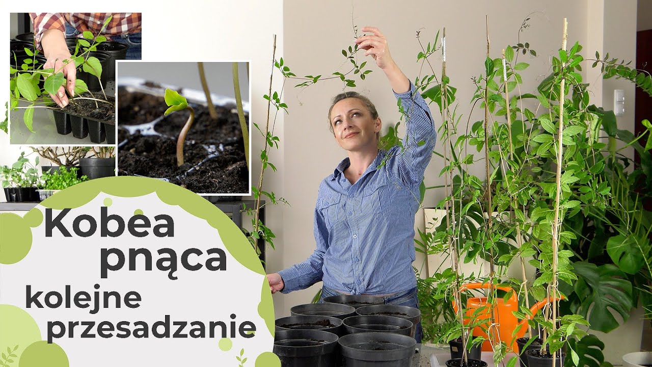 Kobea pnąca kolejne przesadzanie wysianej kobei. Niesamowicie szybko rośnie. Pnącze