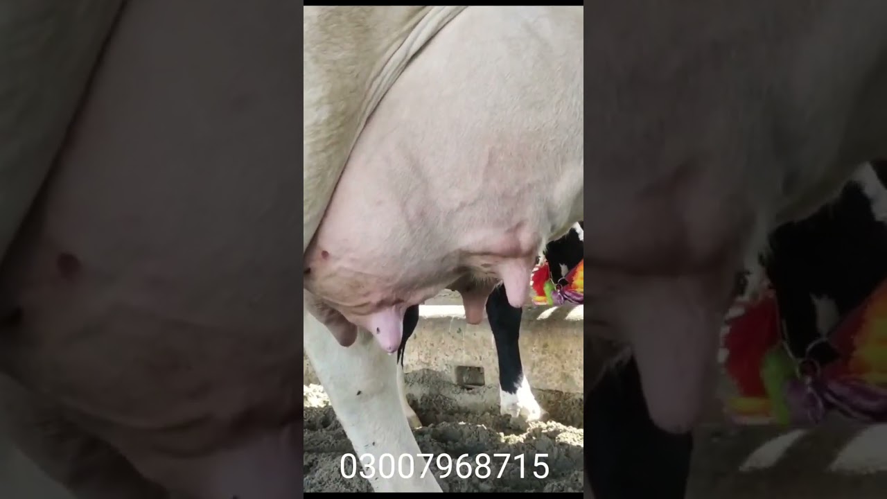 Salam Mandi Bhalwal | Australian Friesian Cholistani Cross Cow || Mandi Star