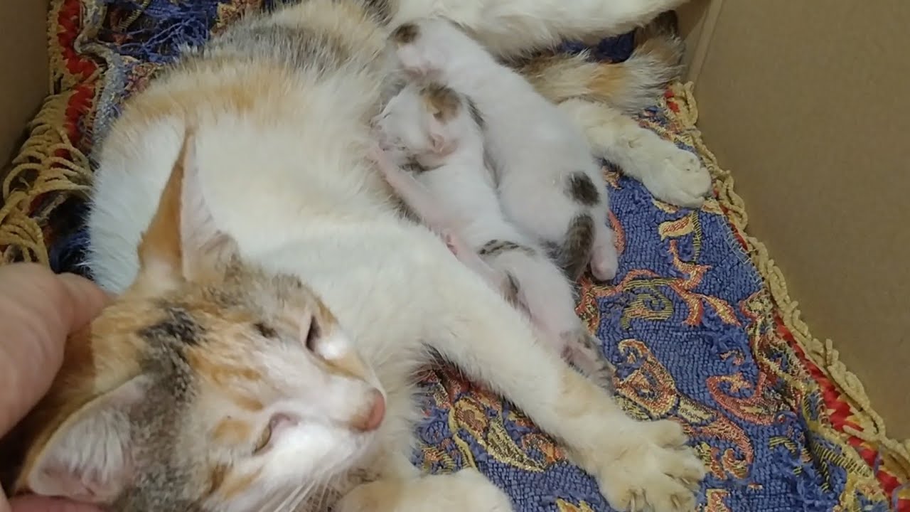 Rescued Orphan Kittens Found Mother Cat Who Is Feeding Them Milk After Some Efforts