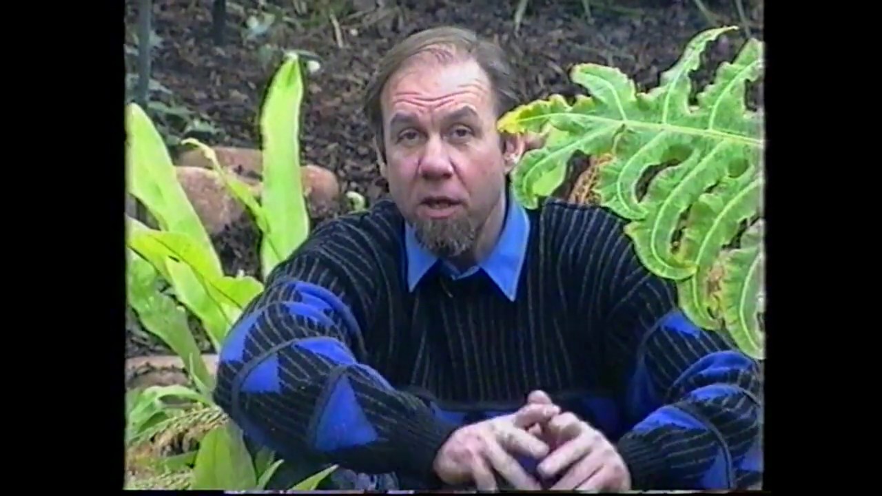 How to build a rainforest
