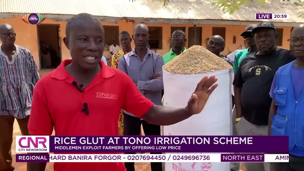 Rice glut at Tono irrigation scheme: Middlemen exploit farmers by offering low price