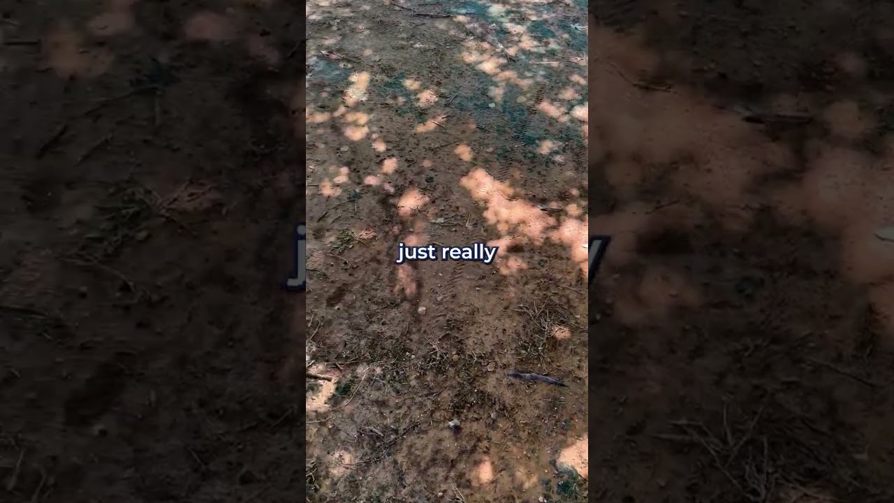 How to grow grass in the shade