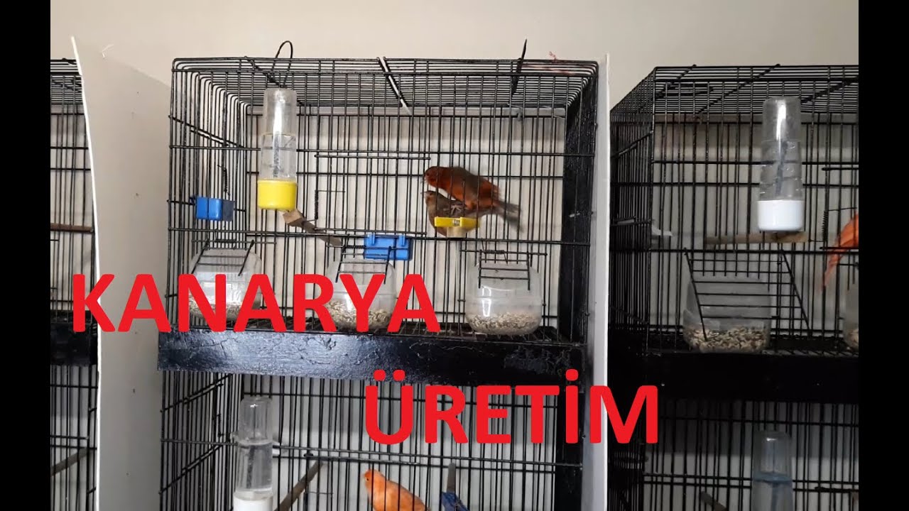 Kanarya &Uuml;retim Kanarya Nasıl &Ccedil;iftleşir(Bakıri Kanarya İlk Buluşma Anı,İlk G&ouml;r&uuml;şte Aşk)