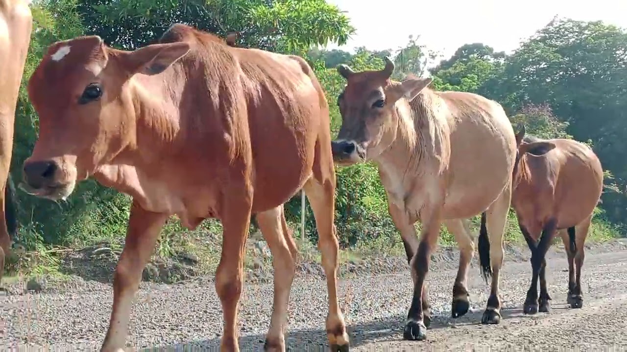 watching a herd of tame cows walking home in the evening through the forest roads