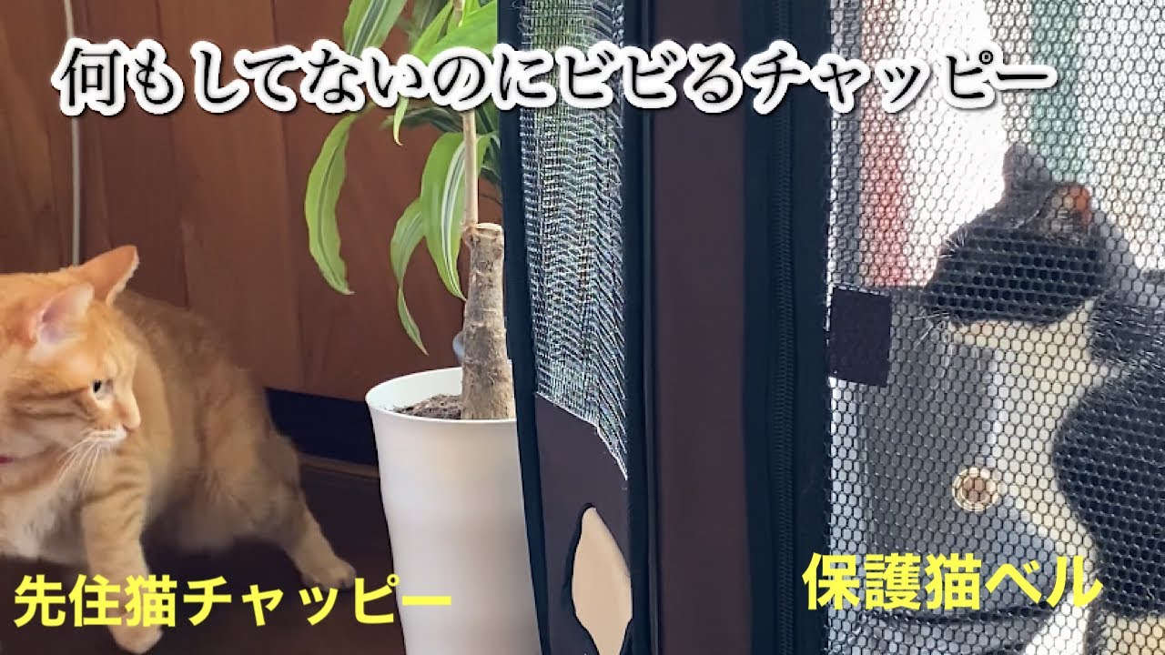 [７０歳おばあちゃんと保護猫ベルとレオとチャッピー]保護猫ベルの日光浴レオとチャッピーの反応は