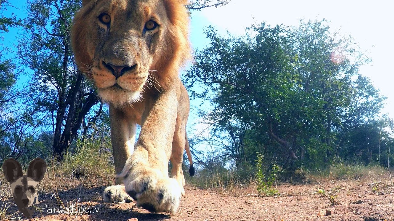 Lion Steals Camera