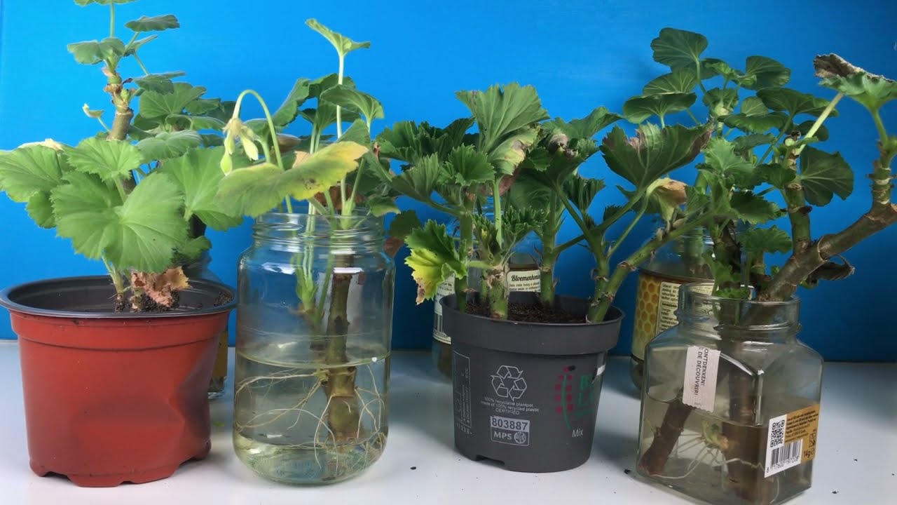 Geraniums (pelargonium) stekken en binnen overwinteren