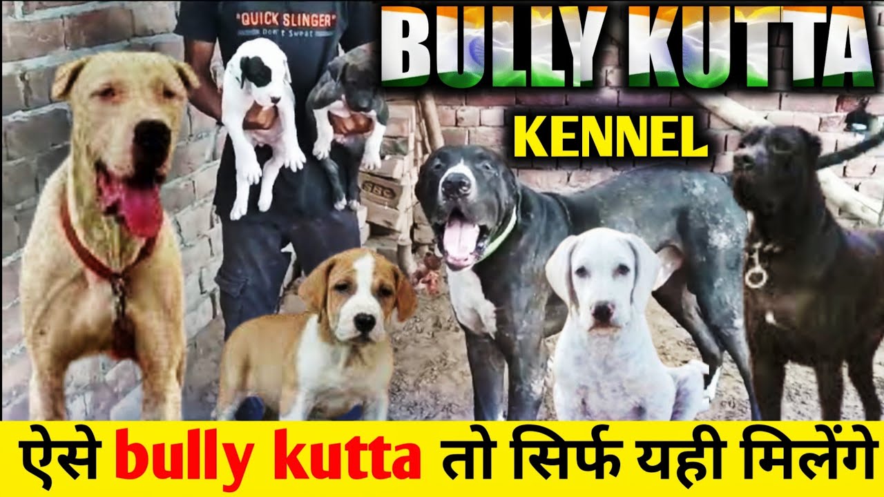 Once Again | Pakistani bully puppies | Ultimate bully kutta for sale | Indian mastiff