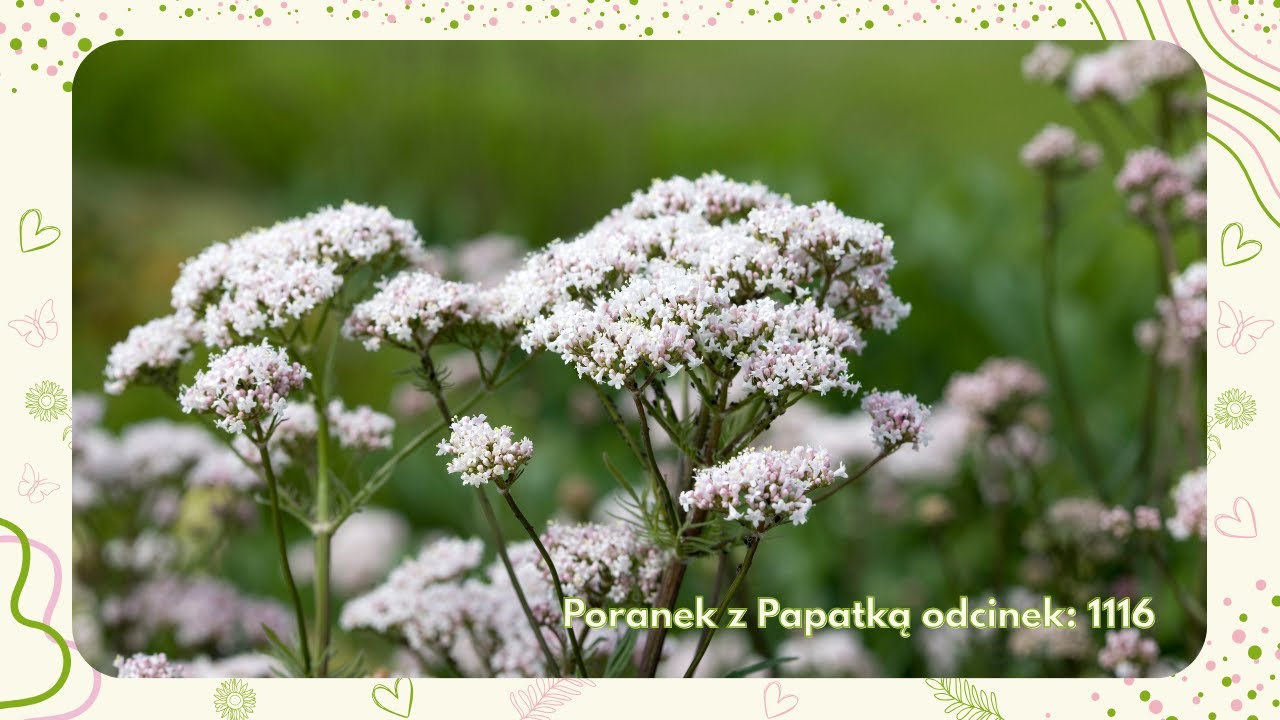 Kozłek lekarski – naturalne ukojenie i bystrość umysłu  [Poranek z Papatką #1116]