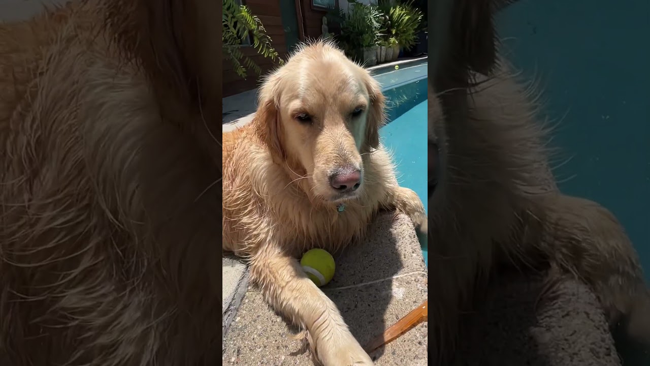 #youtubeshorts #dog #PoolTime #summer2023 #Oatmeal #happydog #shorts