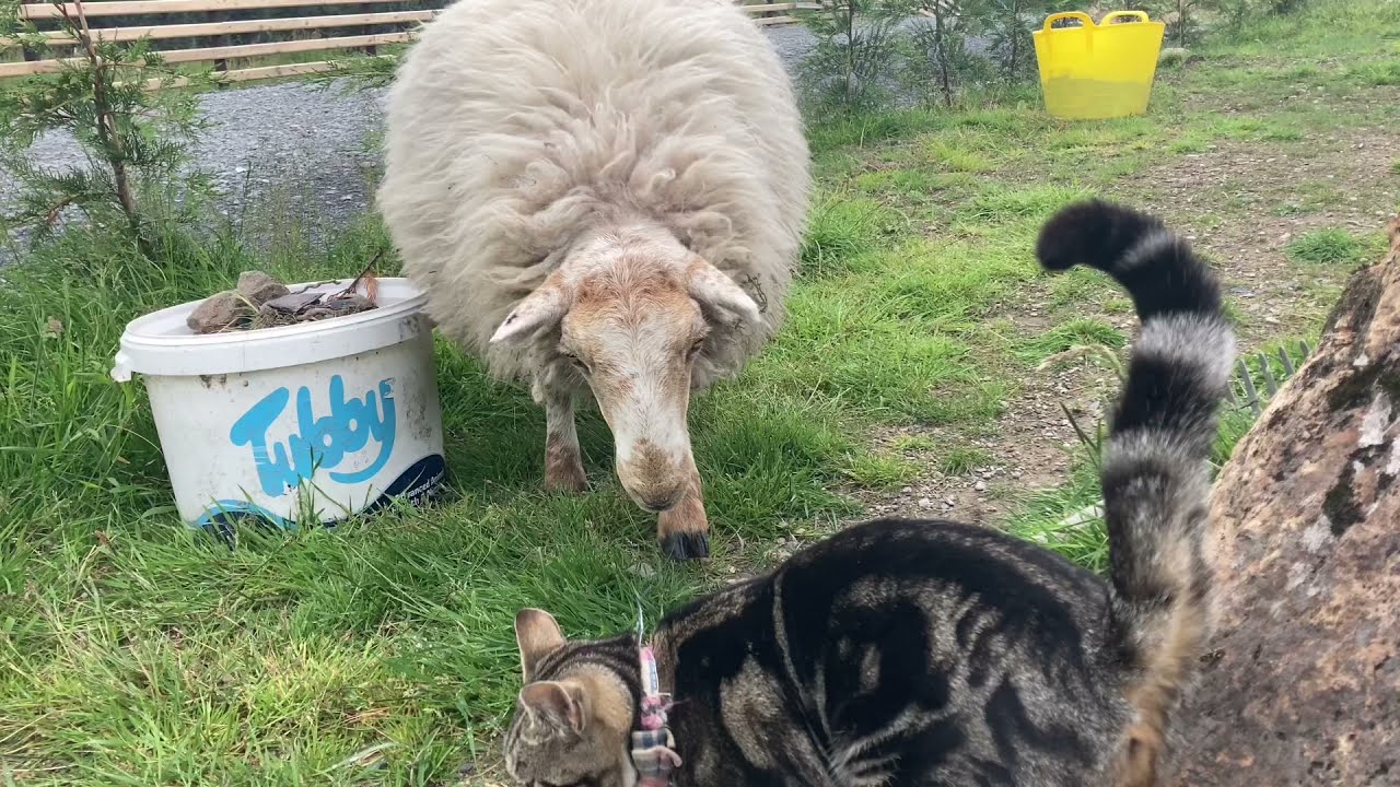 Cute Sheep Meets Cats for the first time