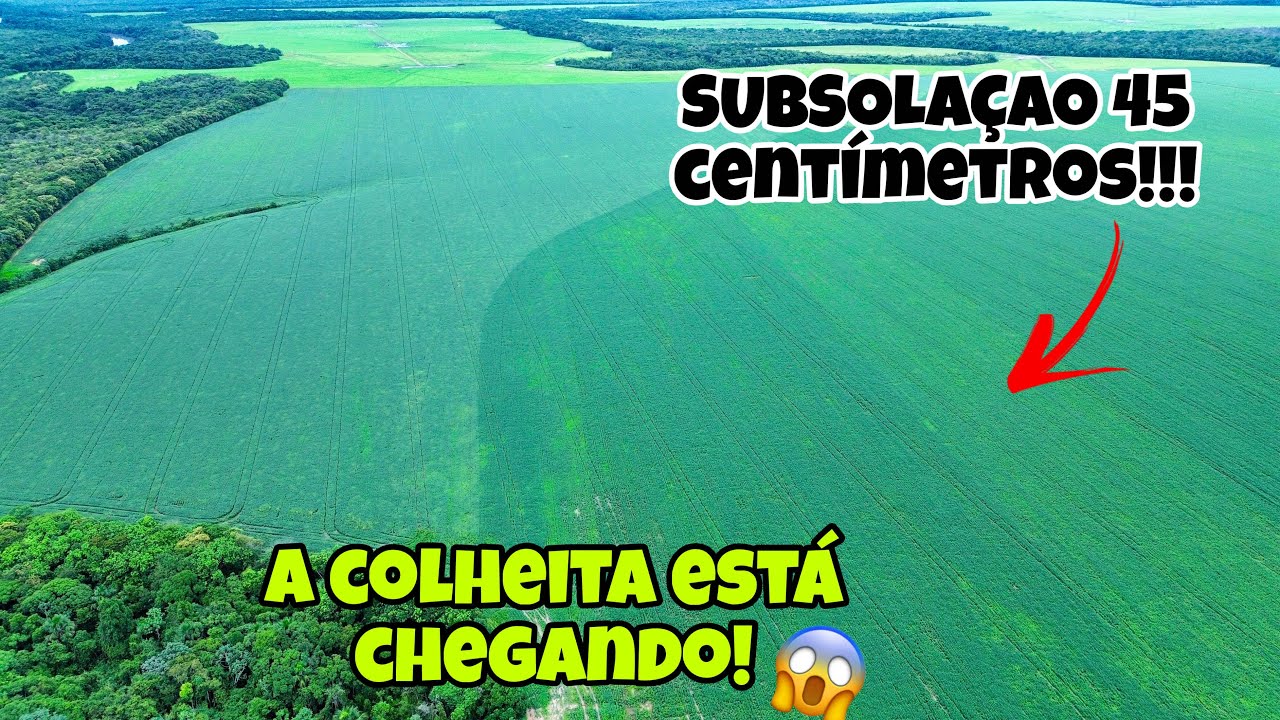 Os teste com mais resultados na fazenda!!! Mato Grosso 🇧🇷