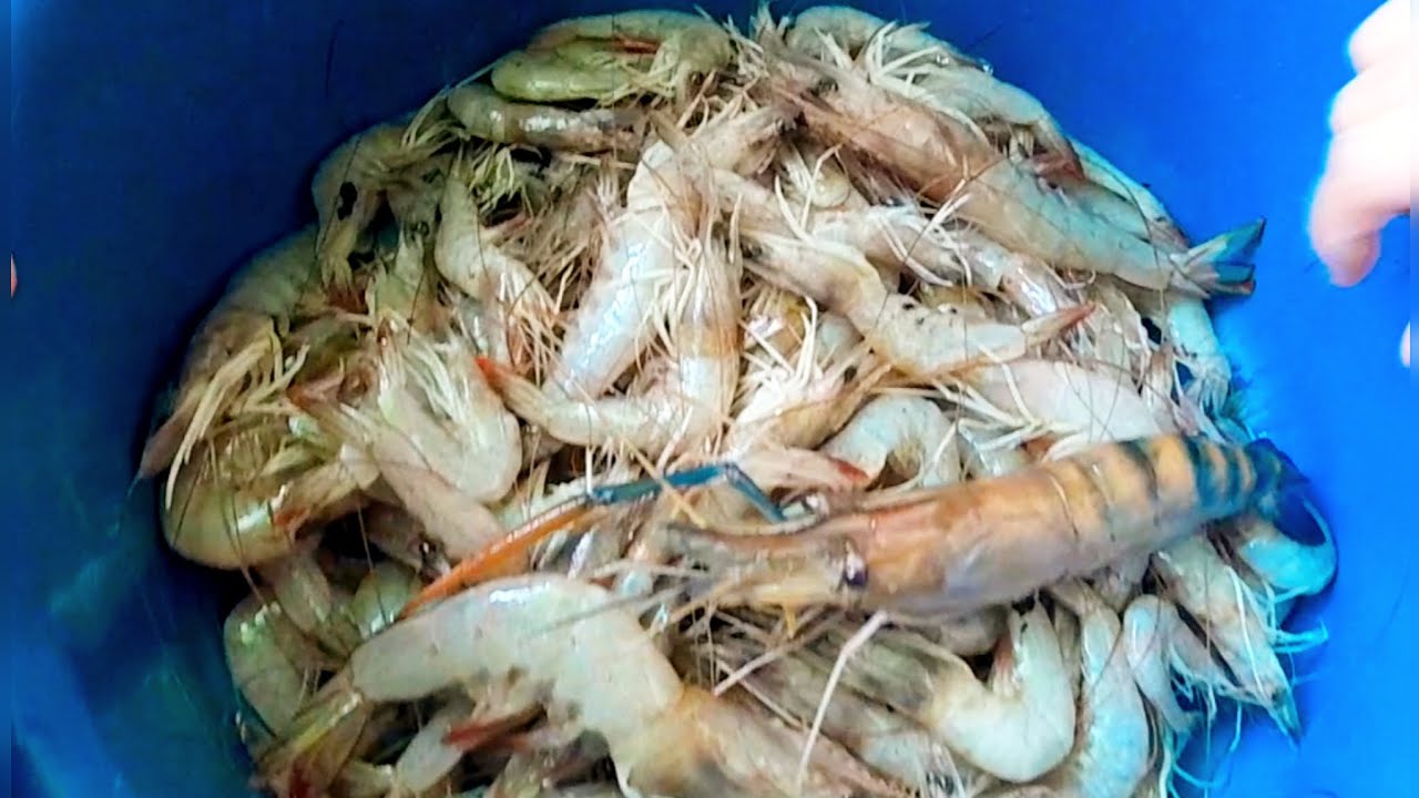 Ayak dari Rumah Panjai Jual Udang Rm15/kg | Seafood Murah2 Stok Makanan di Pedalaman Paloh, Sarawak.
