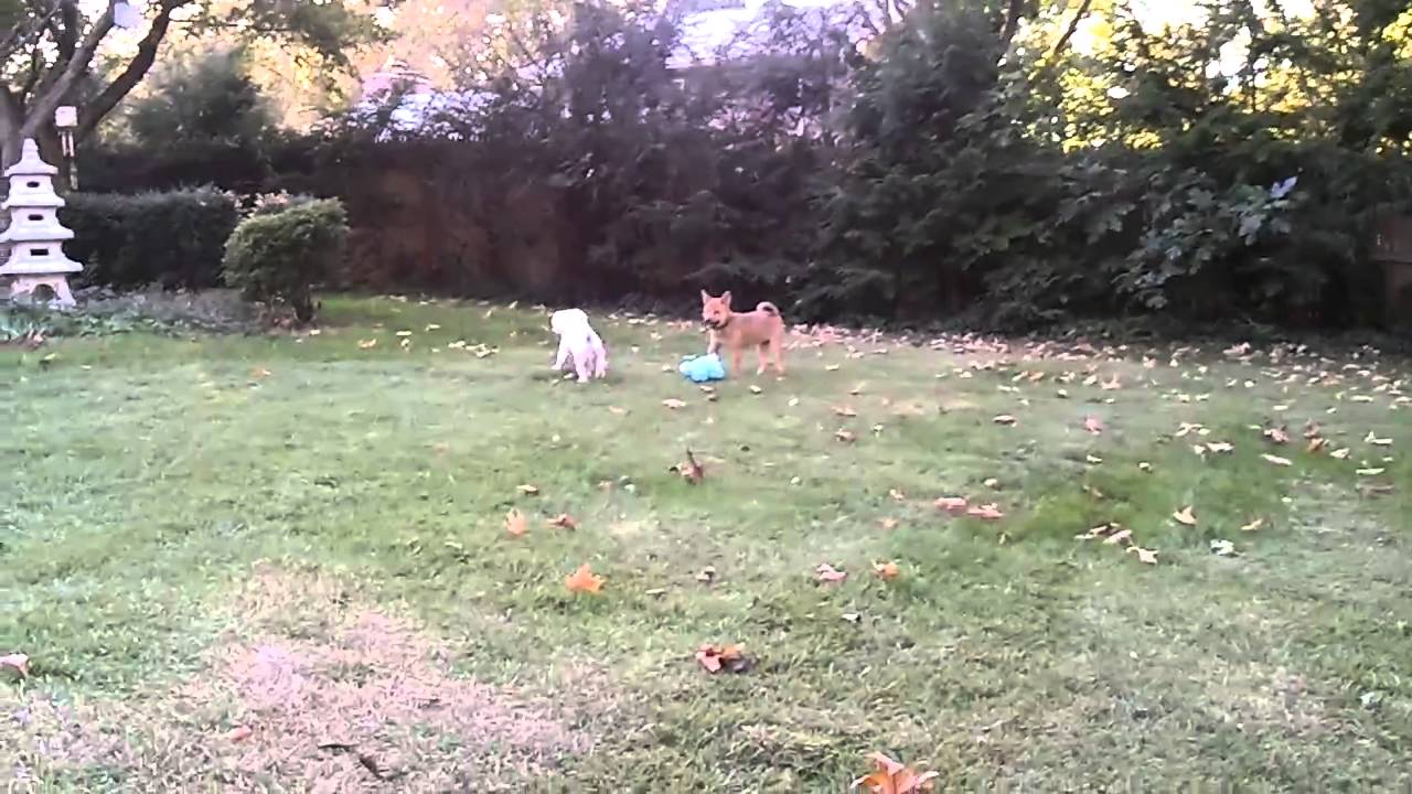 Shiba inu on a playdate!
