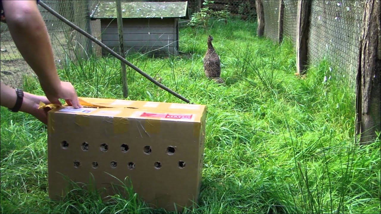 L'Arrivée de mes Lophophores !